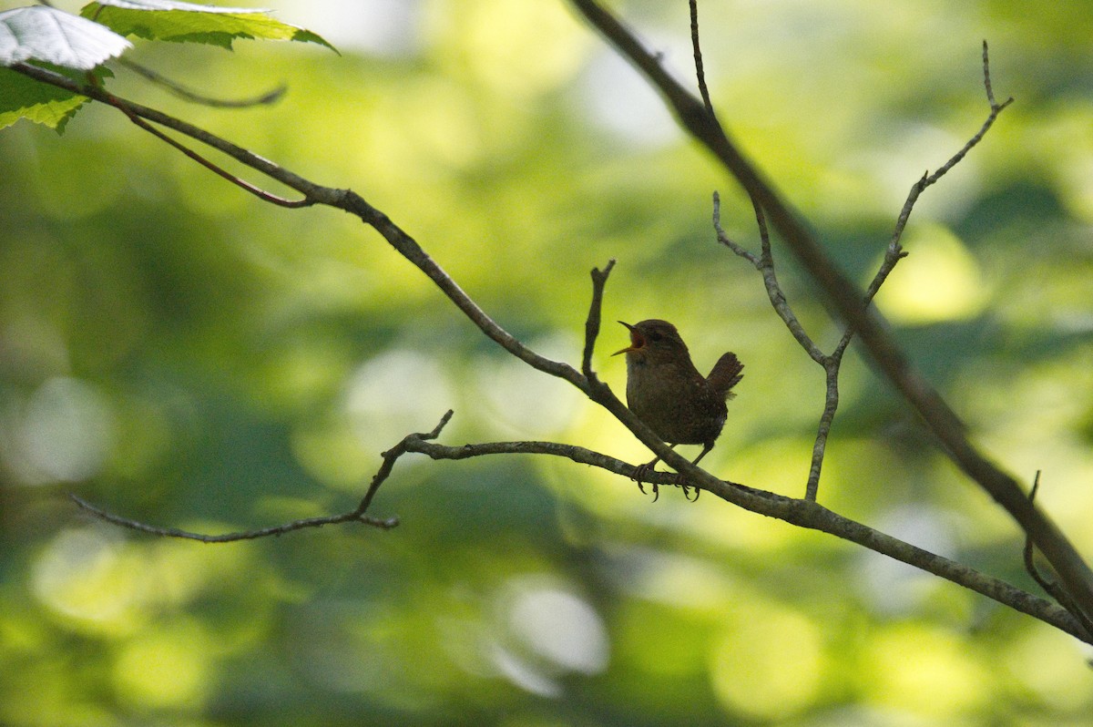 Winter Wren - ML610491074