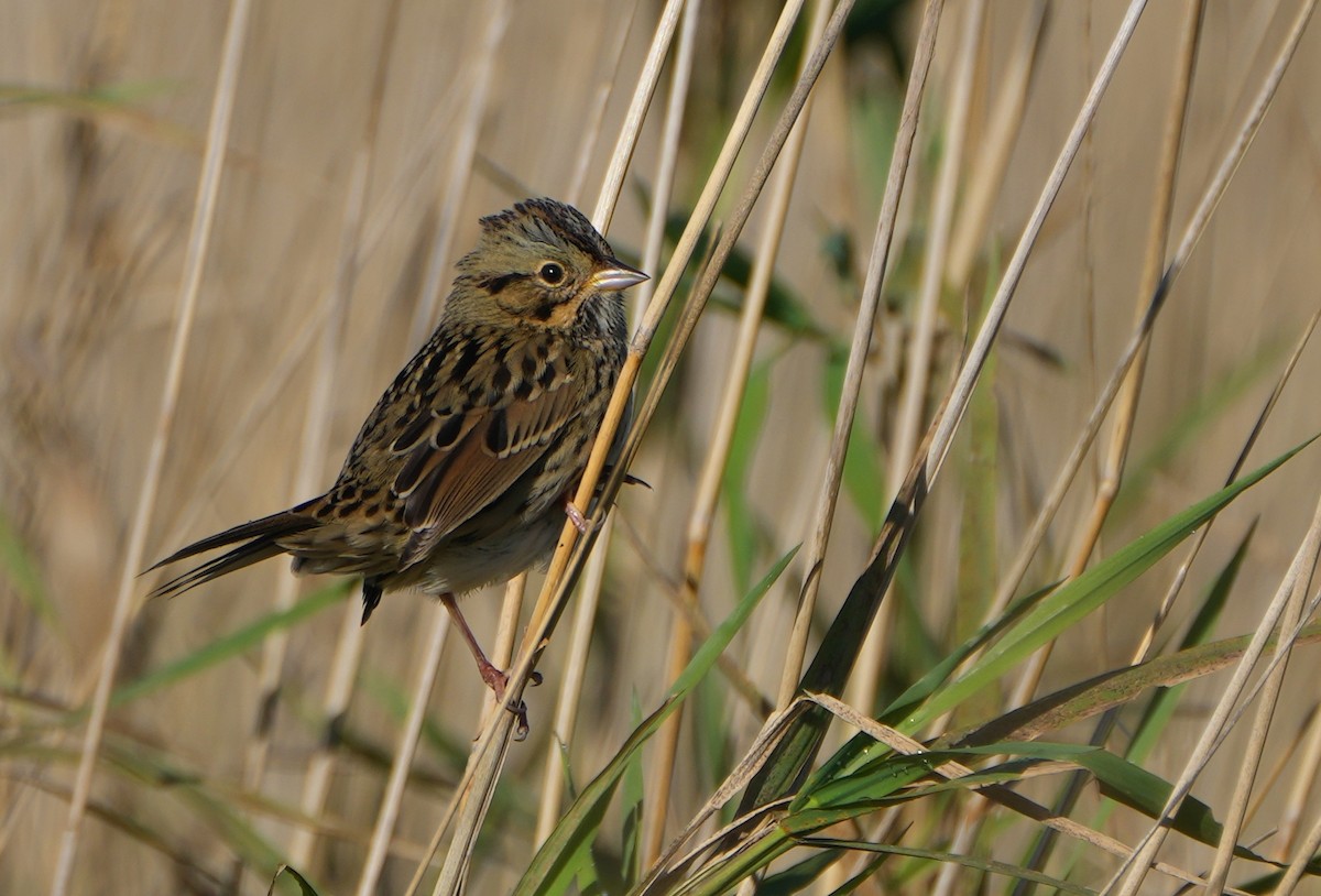 Lincoln's Sparrow - ML610491109