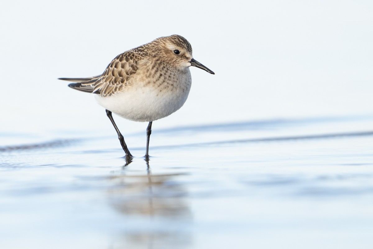 Baird's Sandpiper - Darren Clark