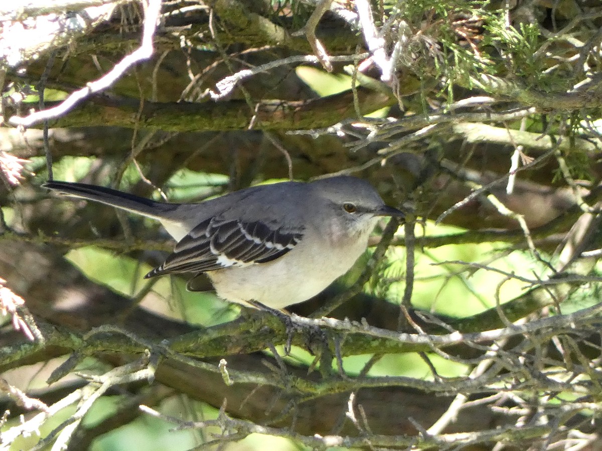 Northern Mockingbird - ML610491210