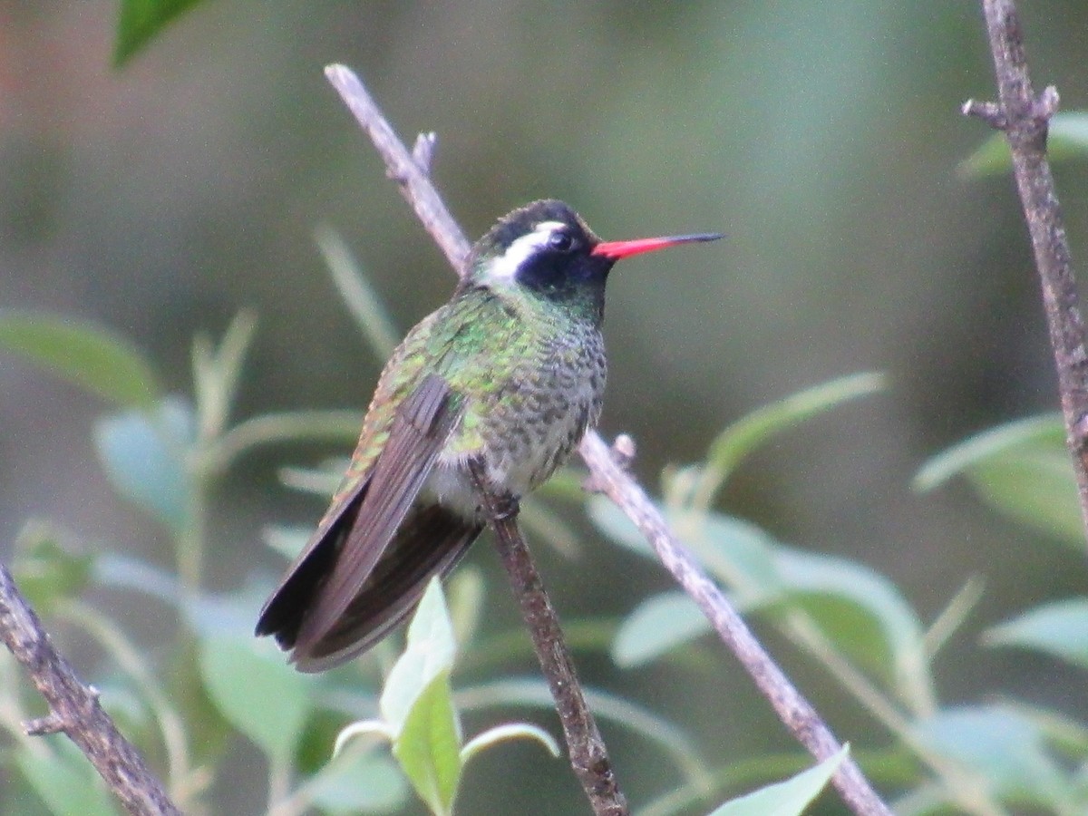 White-eared Hummingbird - ML610491419