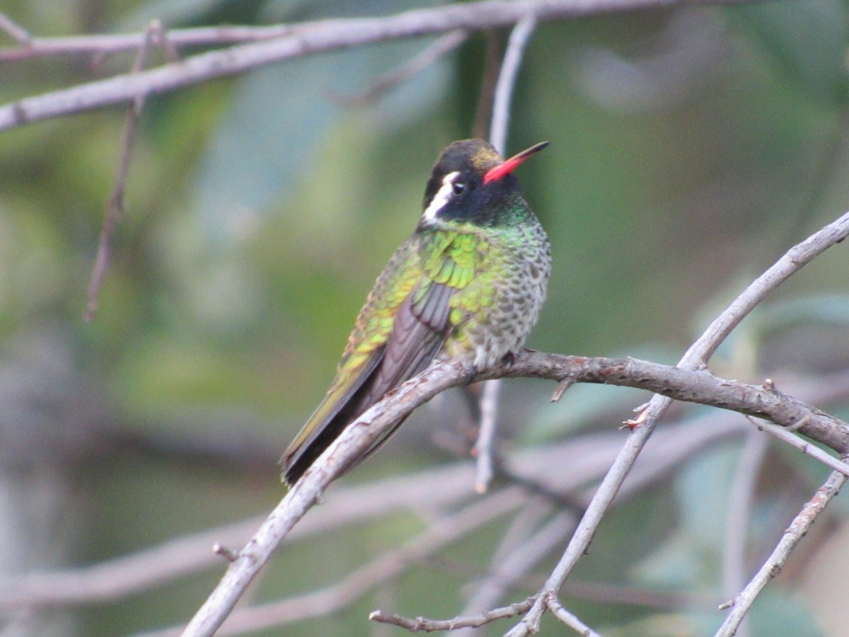 White-eared Hummingbird - ML610491420