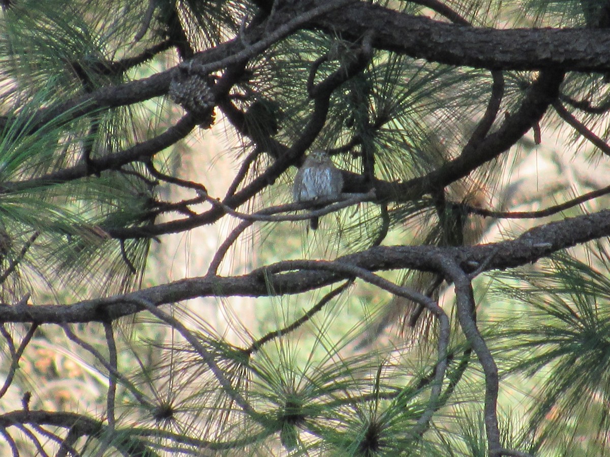 Northern Pygmy-Owl - ML610491429