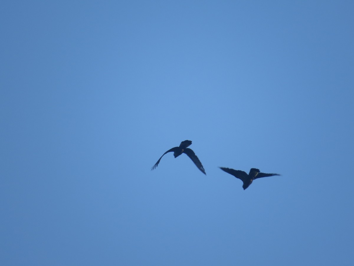 Yellow-tailed Black-Cockatoo - Jarrah Pauli