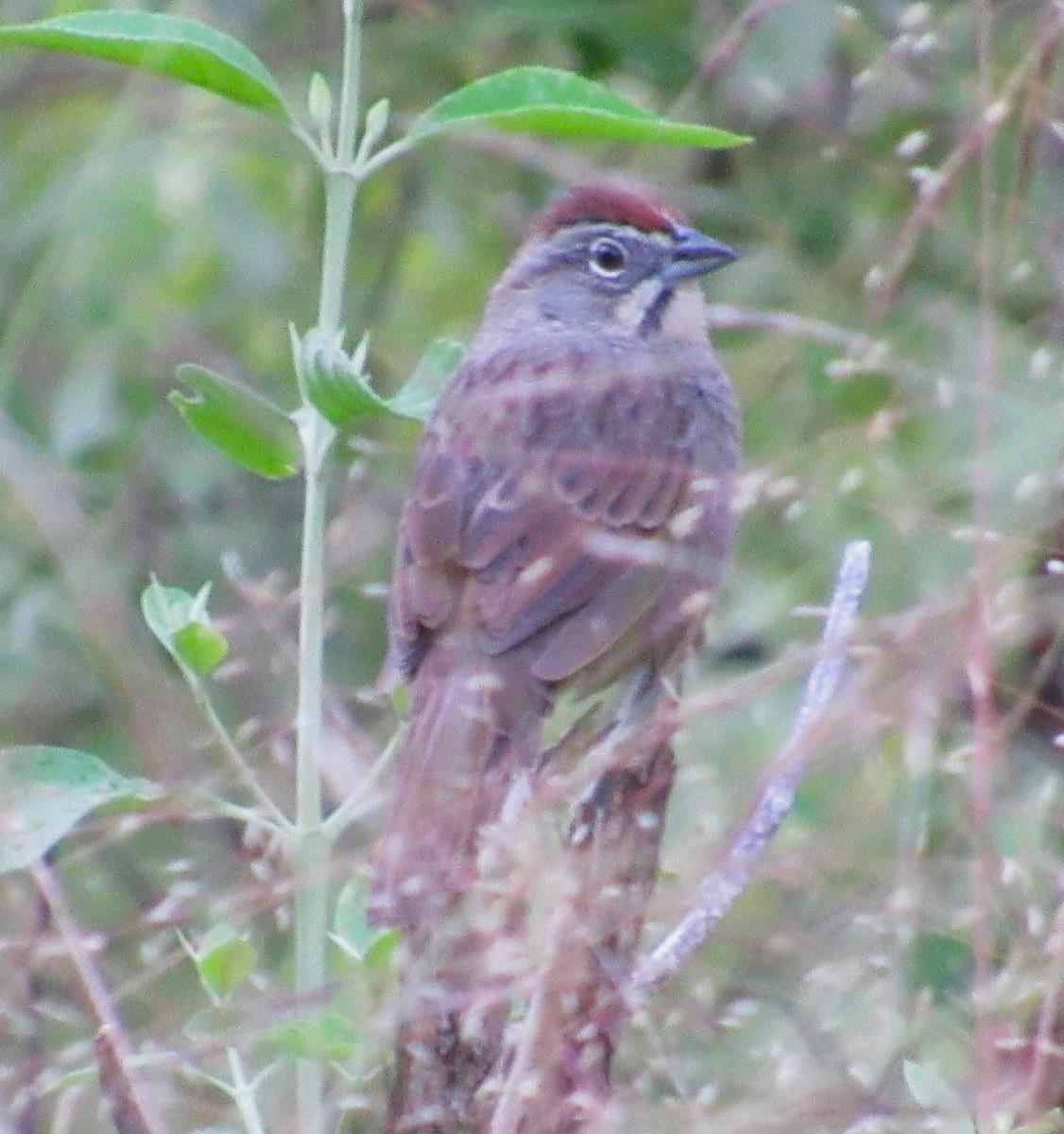 Rusty Sparrow - ML610491484