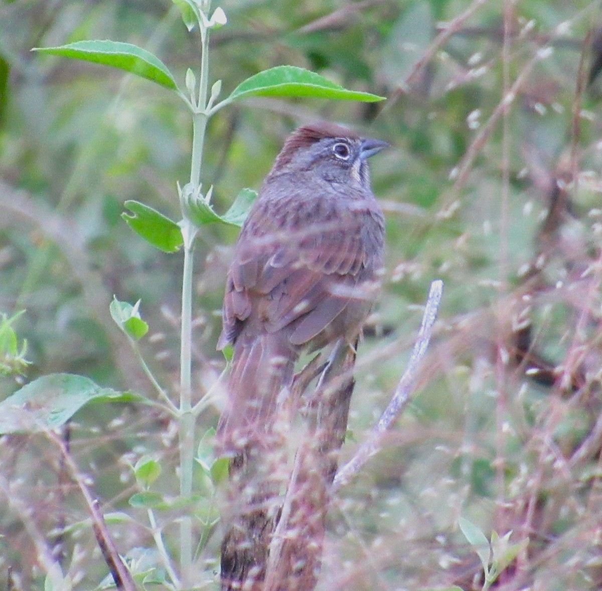 Rusty Sparrow - ML610491485