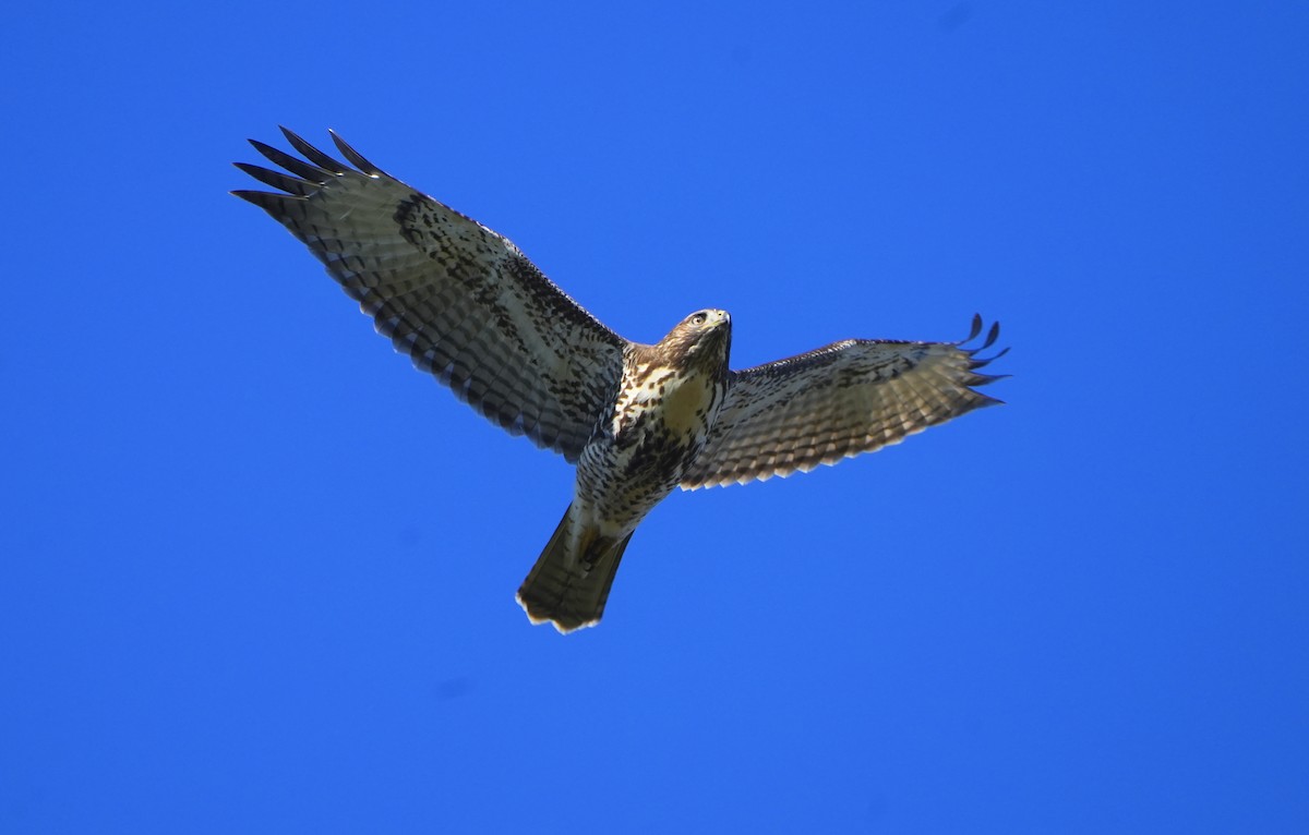 Red-tailed Hawk - ML610491508