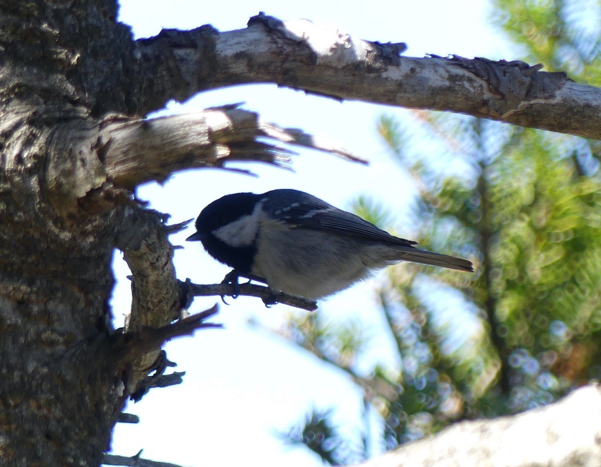 Coal Tit - ML610491534