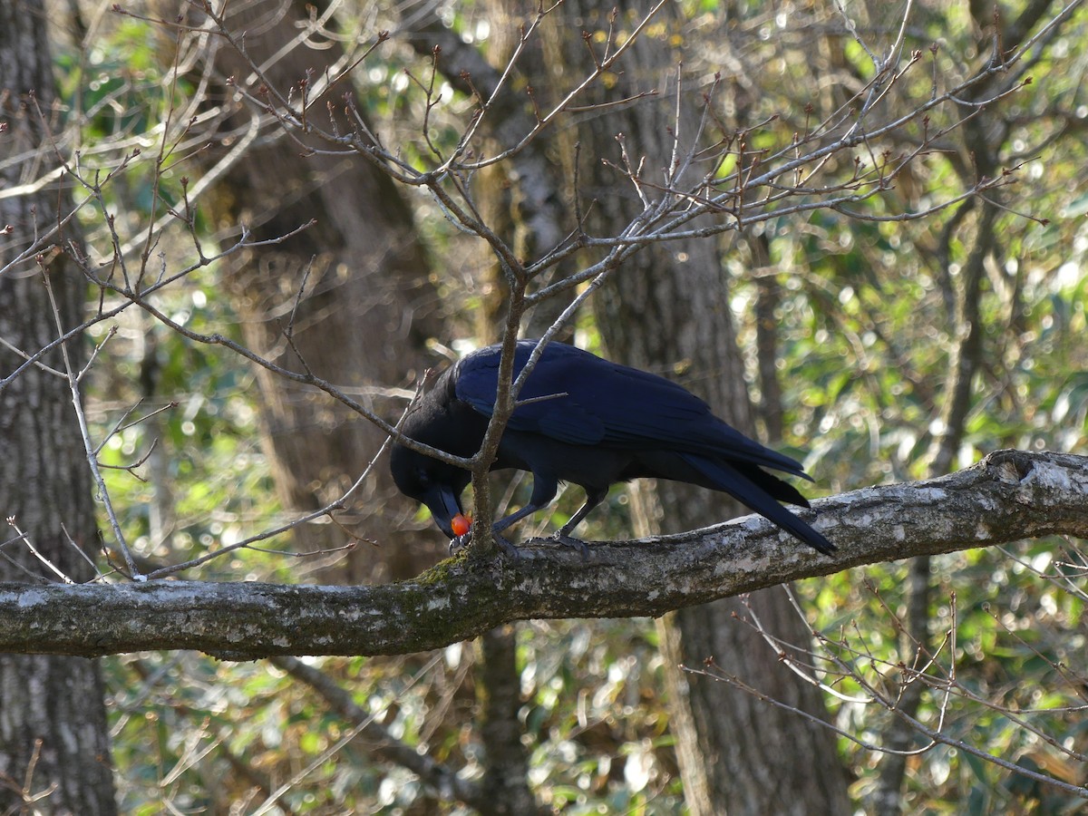 Large-billed Crow - ML610491538