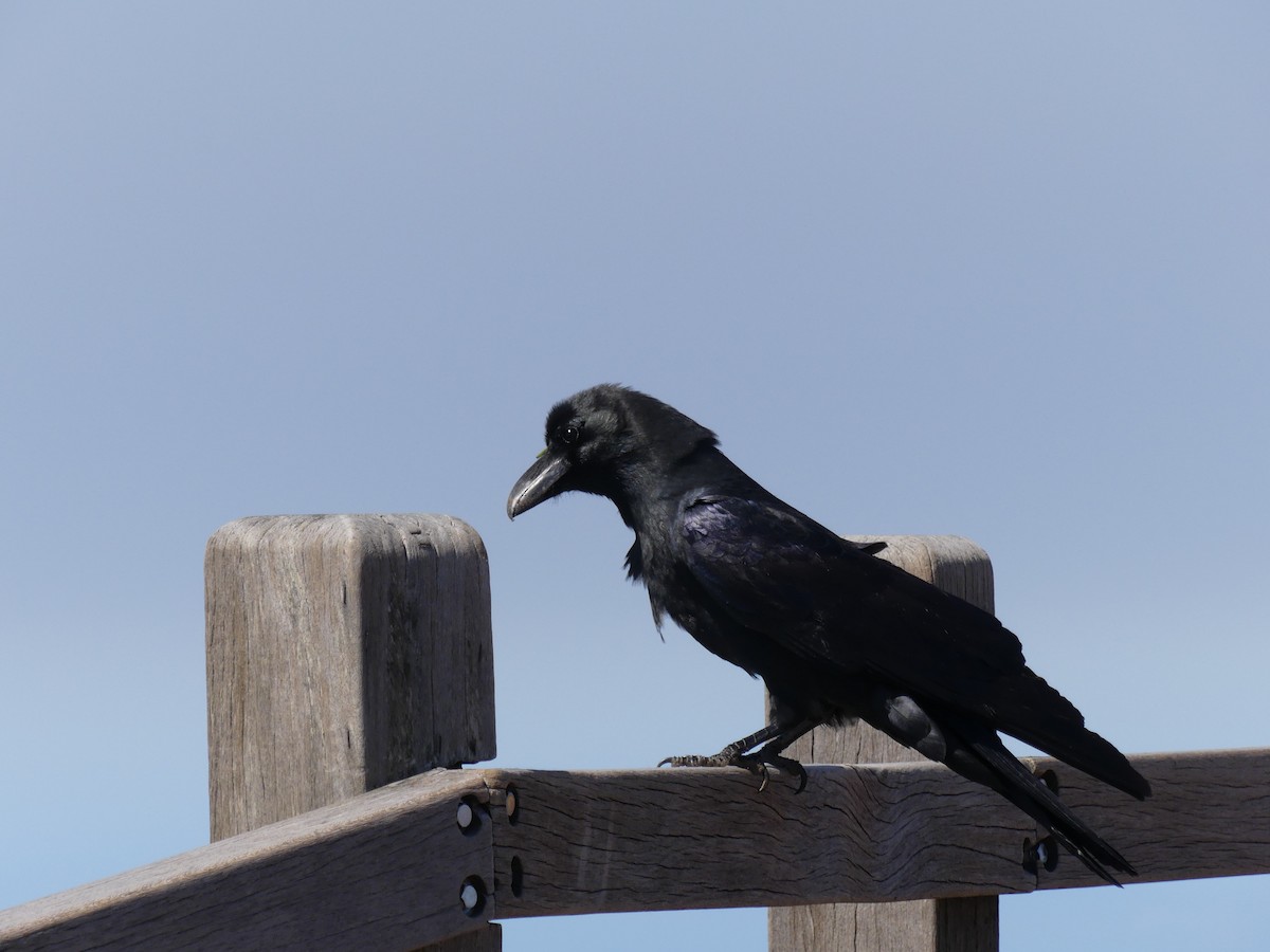 Large-billed Crow - ML610491545