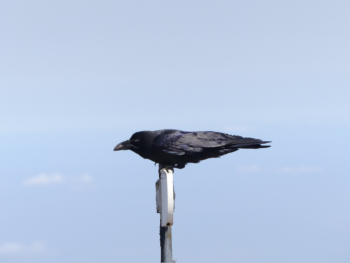 Large-billed Crow - ML610491546