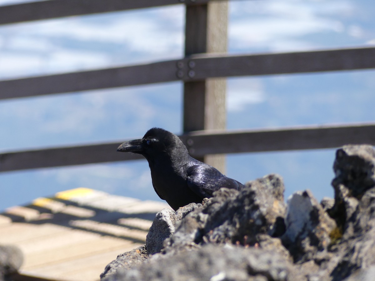 Large-billed Crow - ML610491547