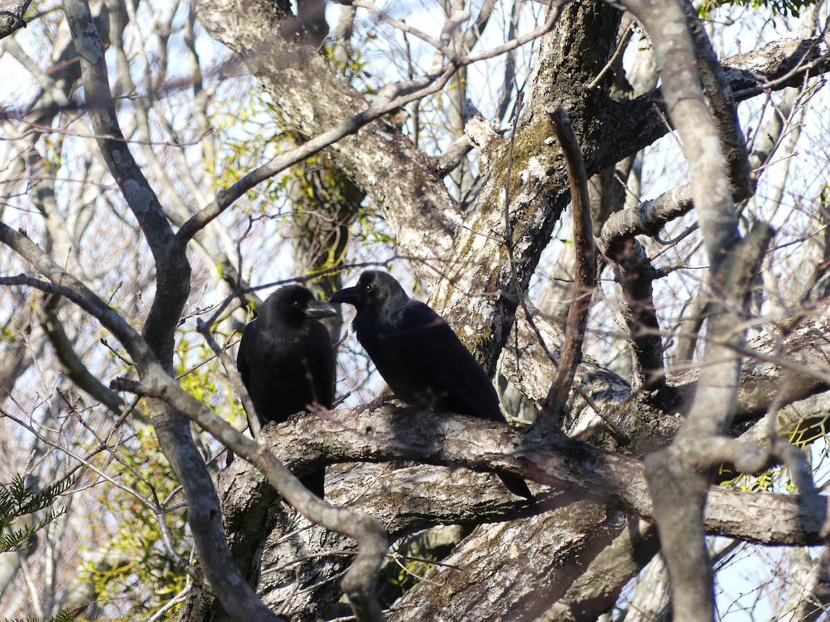 Large-billed Crow - Leslie Hurteau