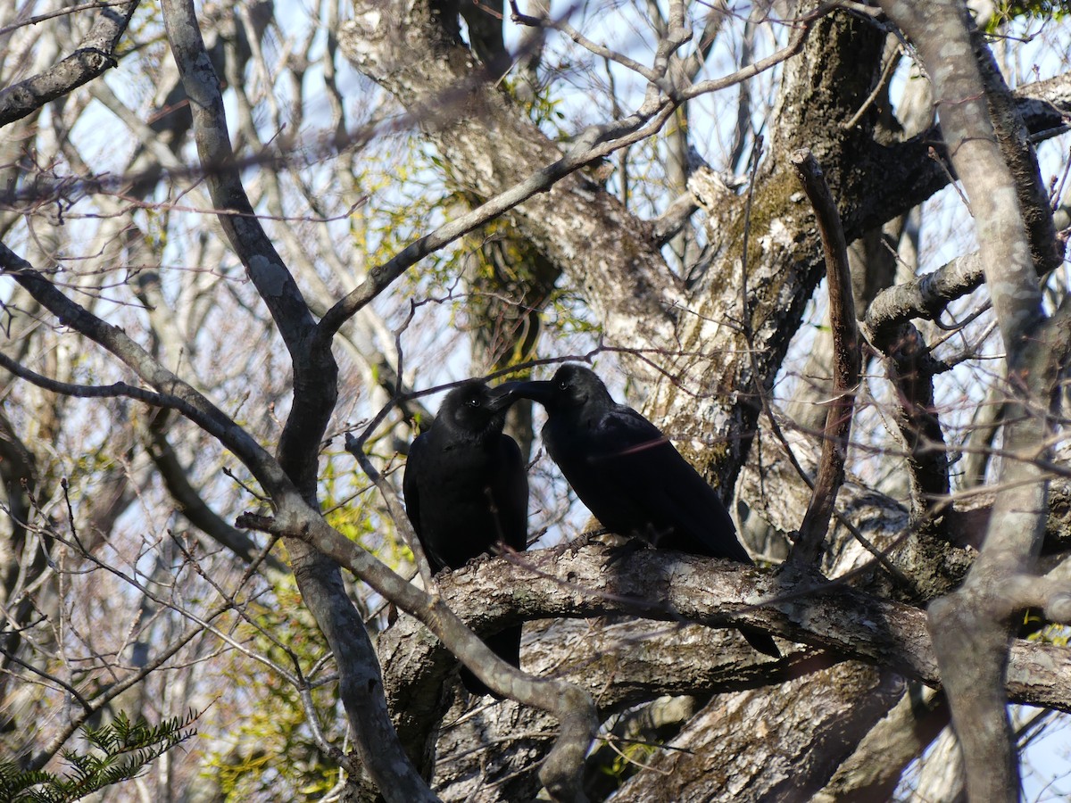 Large-billed Crow - ML610491556