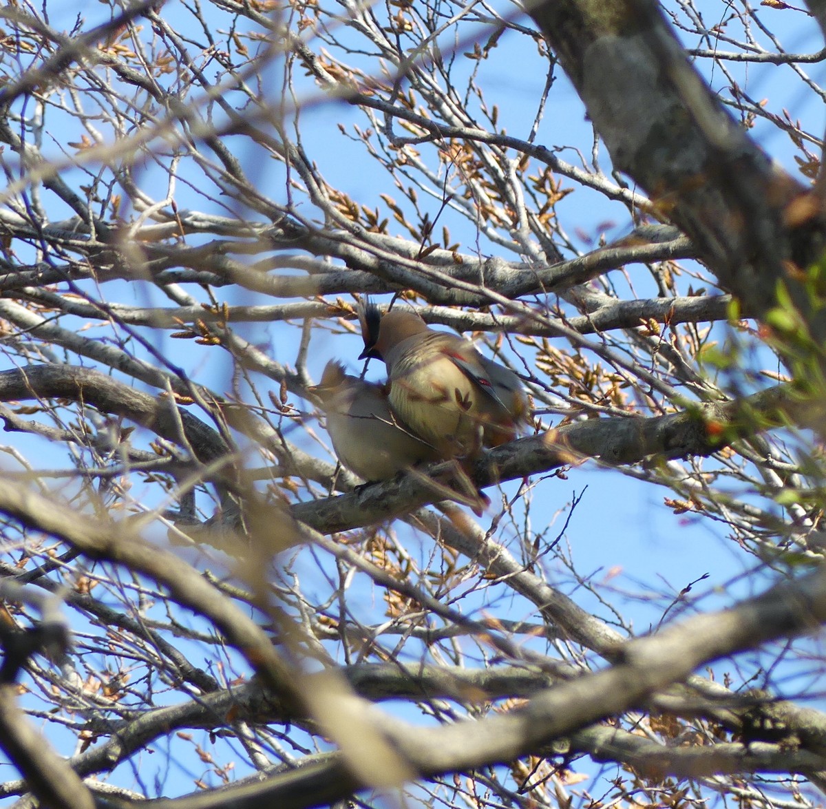 Japanese Waxwing - ML610491564