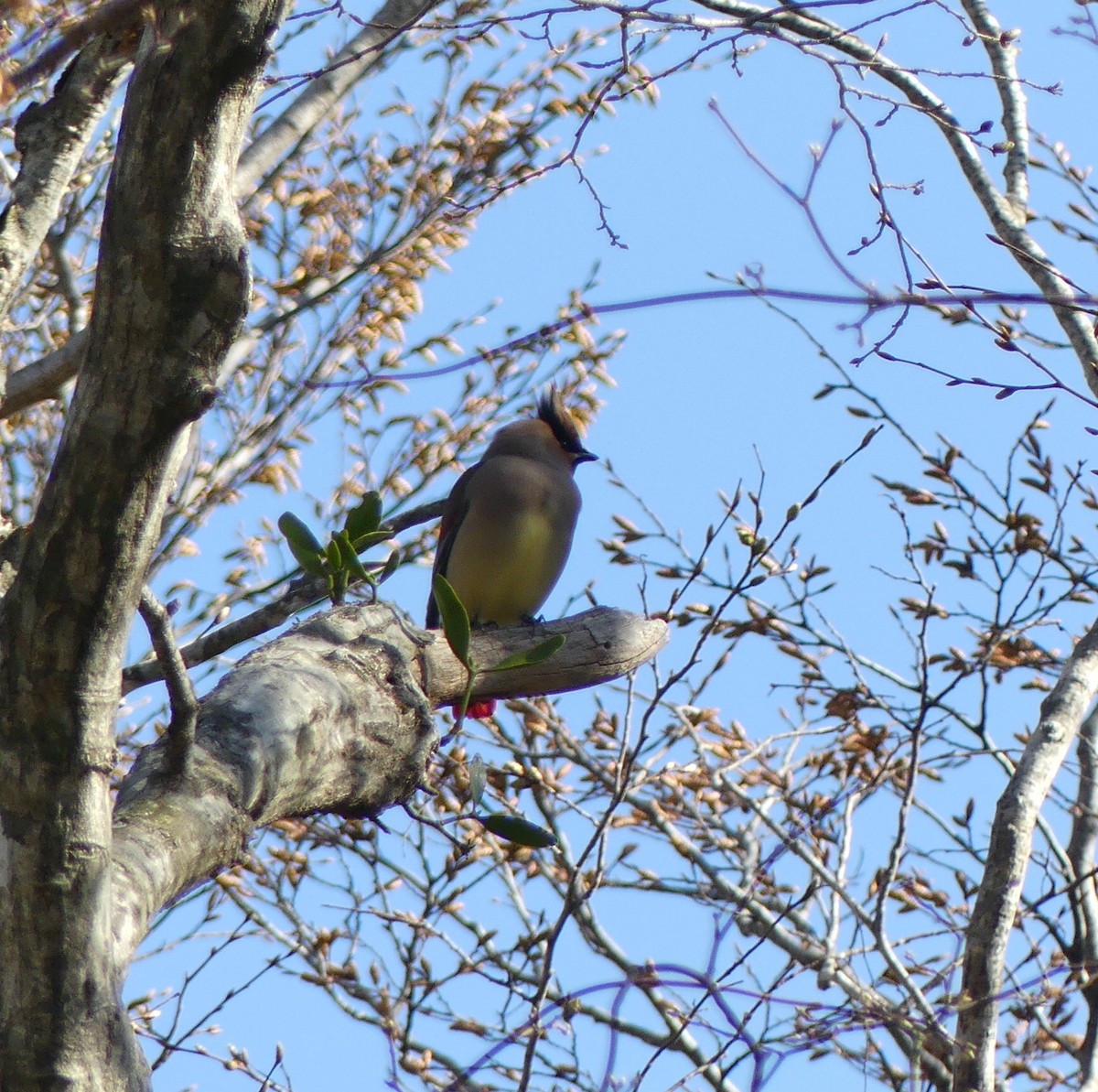 Japanese Waxwing - ML610491565