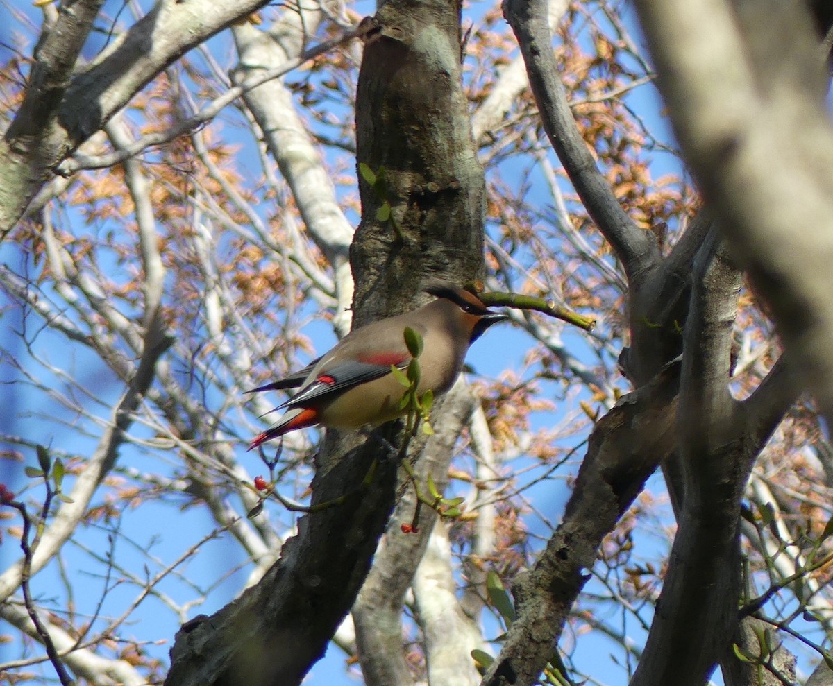 Japanese Waxwing - ML610491566