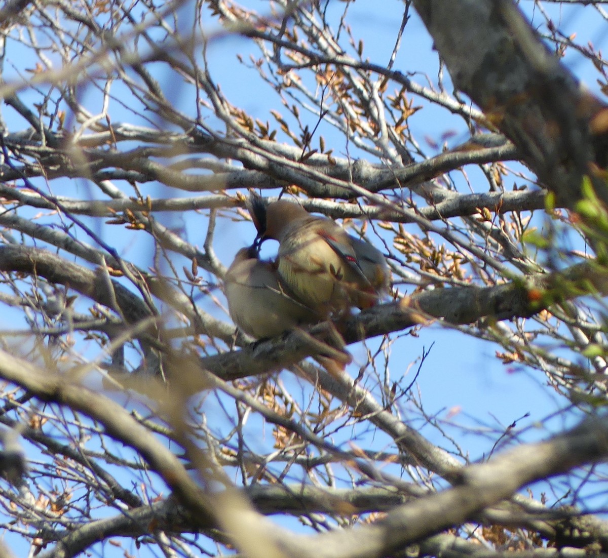 Japanese Waxwing - ML610491568