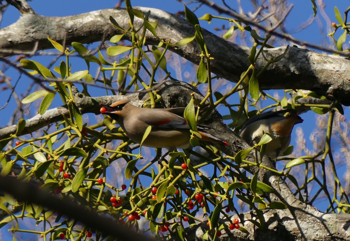 Japanese Waxwing - ML610491569