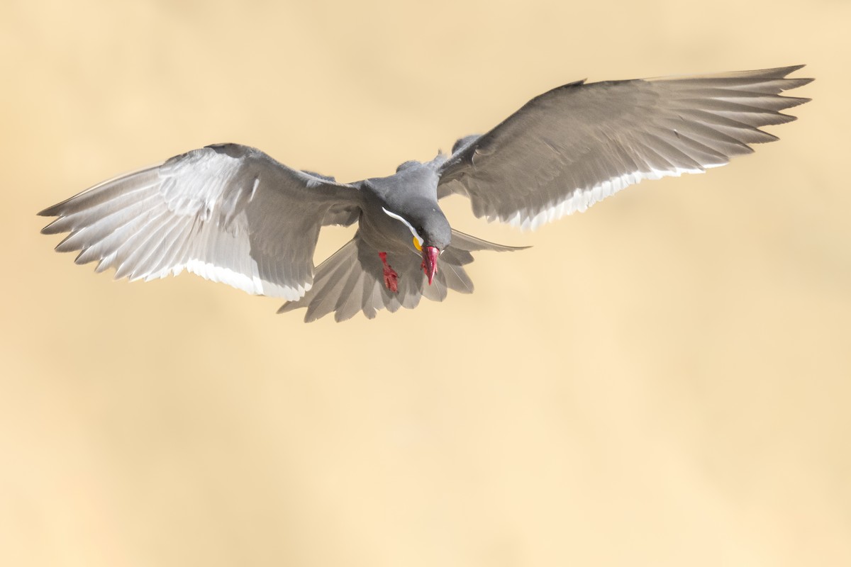 Inca Tern - ML610491620