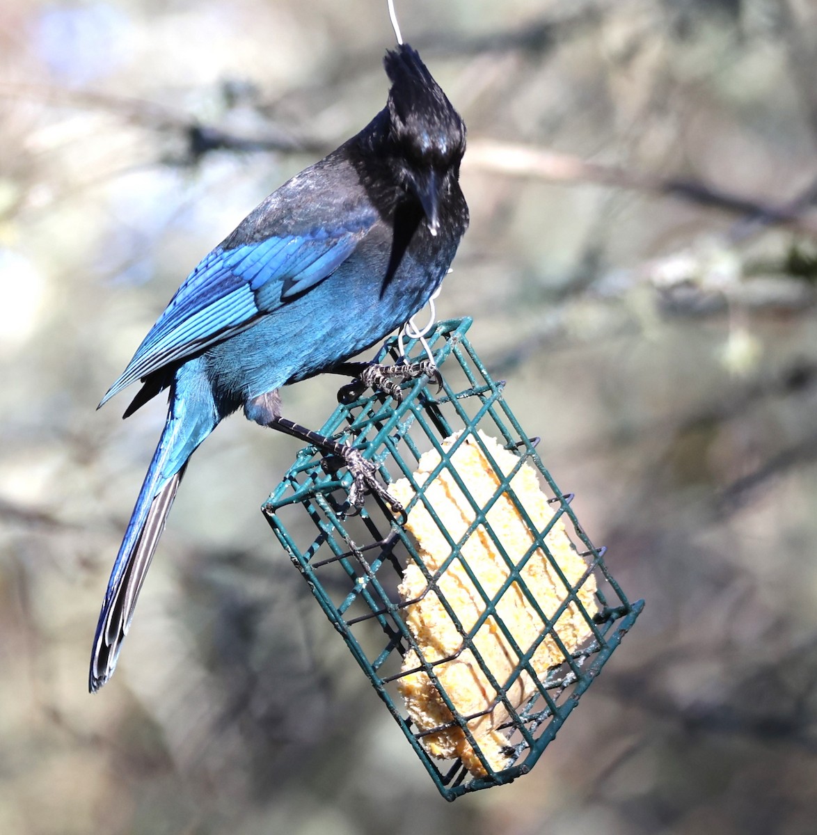 Steller's Jay - ML610491626