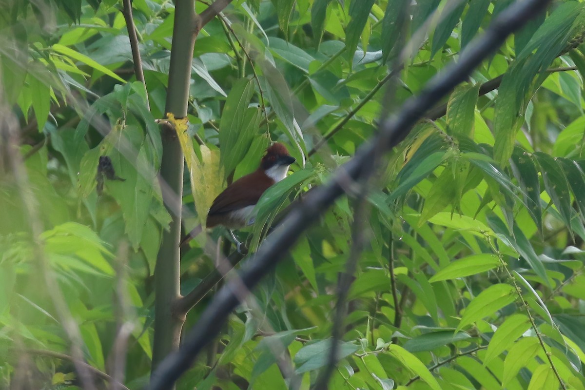 Great Antshrike - ML610491643