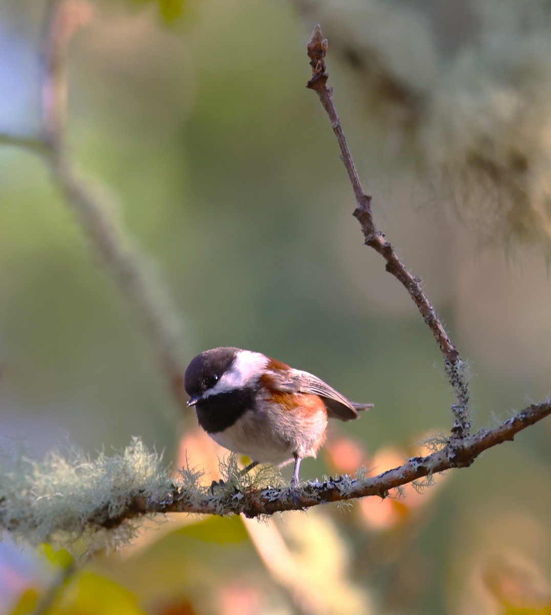 Mésange à dos marron - ML610491644