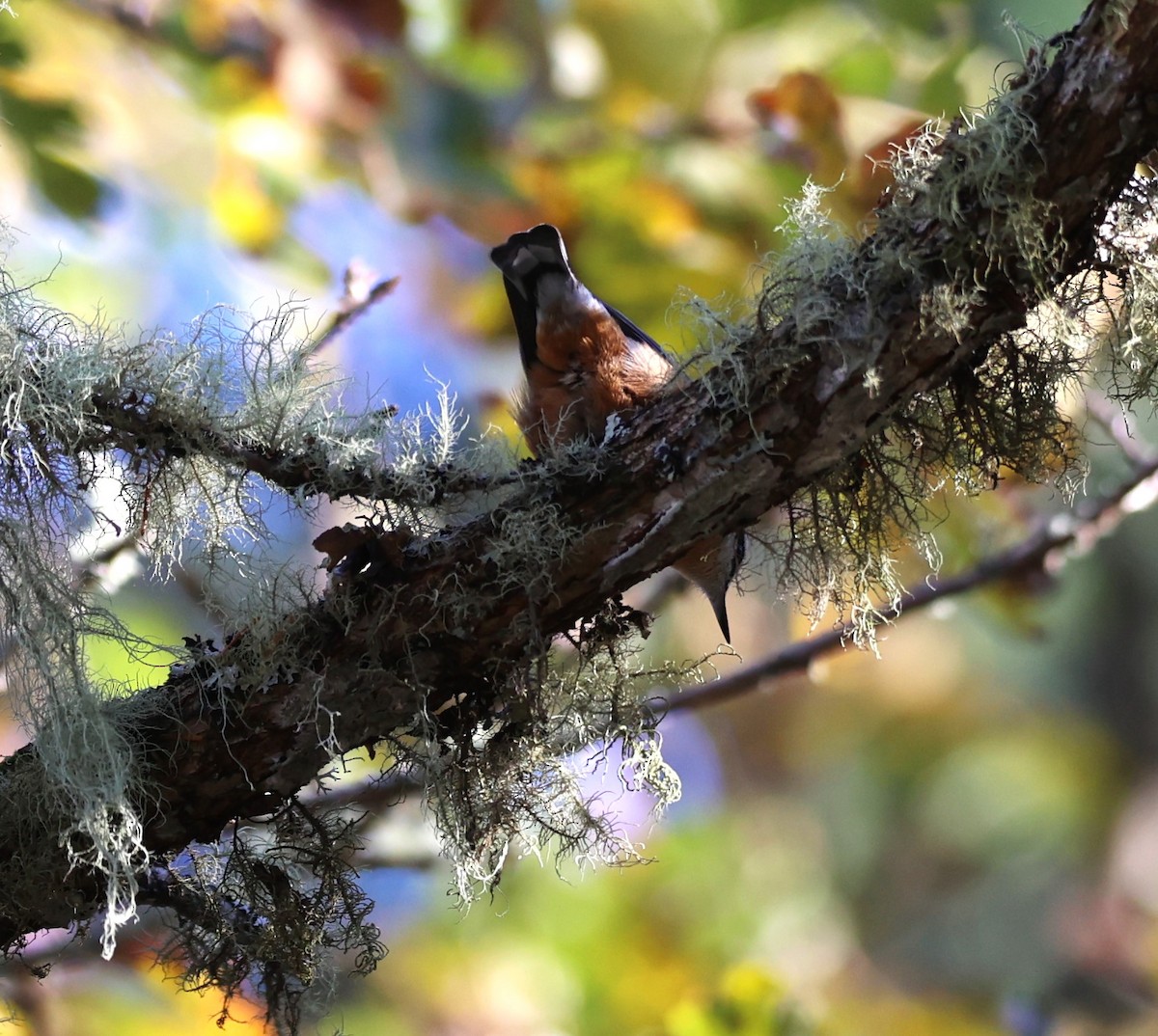 Red-breasted Nuthatch - ML610491659