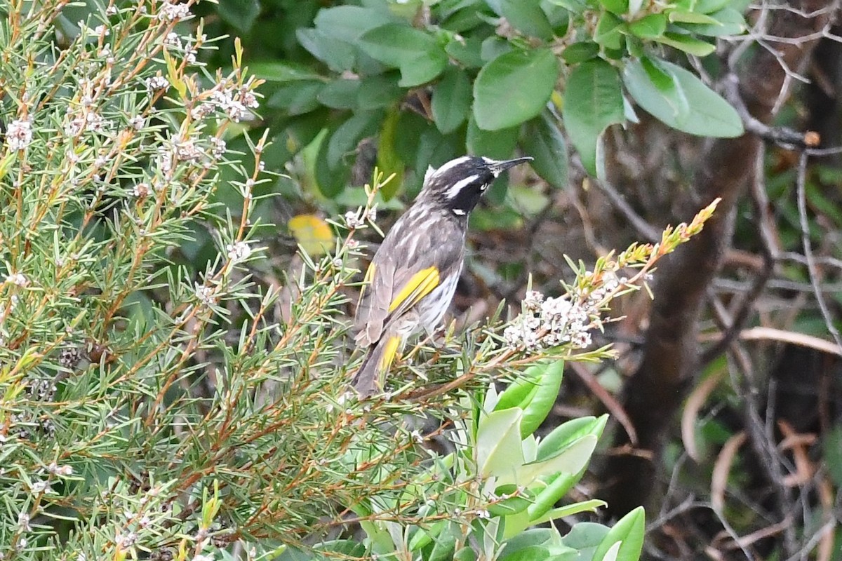 New Holland Honeyeater - ML610491670