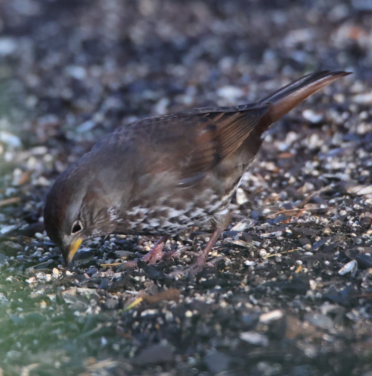 Fox Sparrow - ML610491679