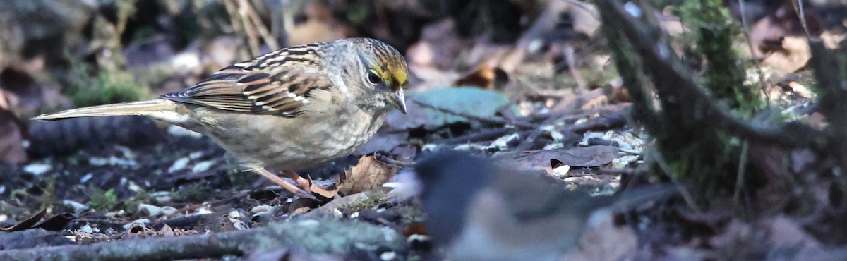 Golden-crowned Sparrow - Walter Thorne