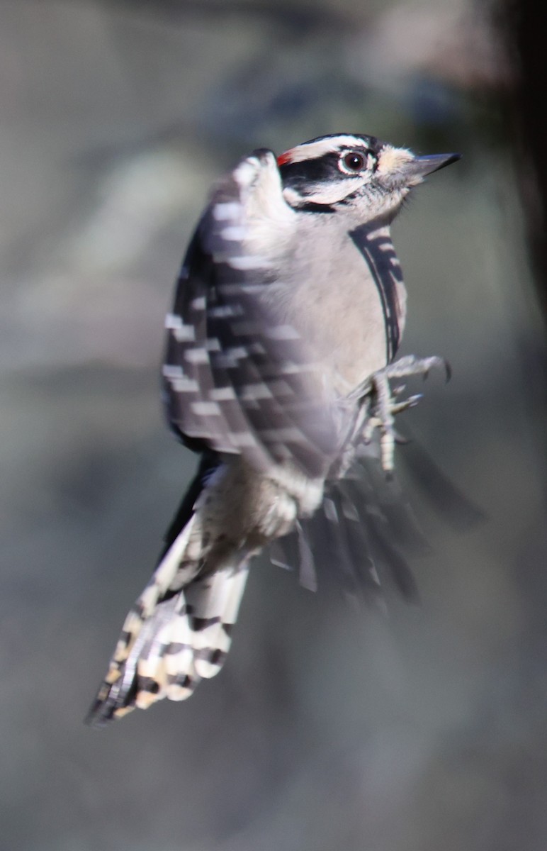 Downy Woodpecker - ML610491731