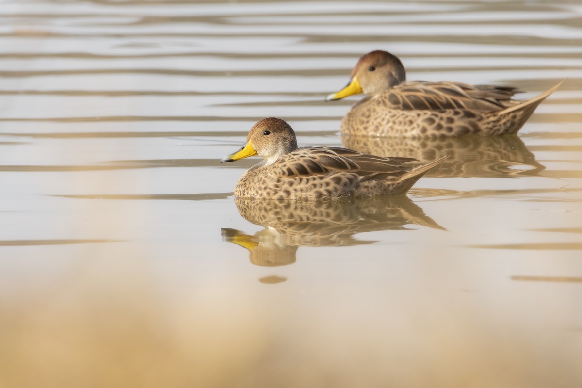 Yellow-billed Pintail - ML610491734