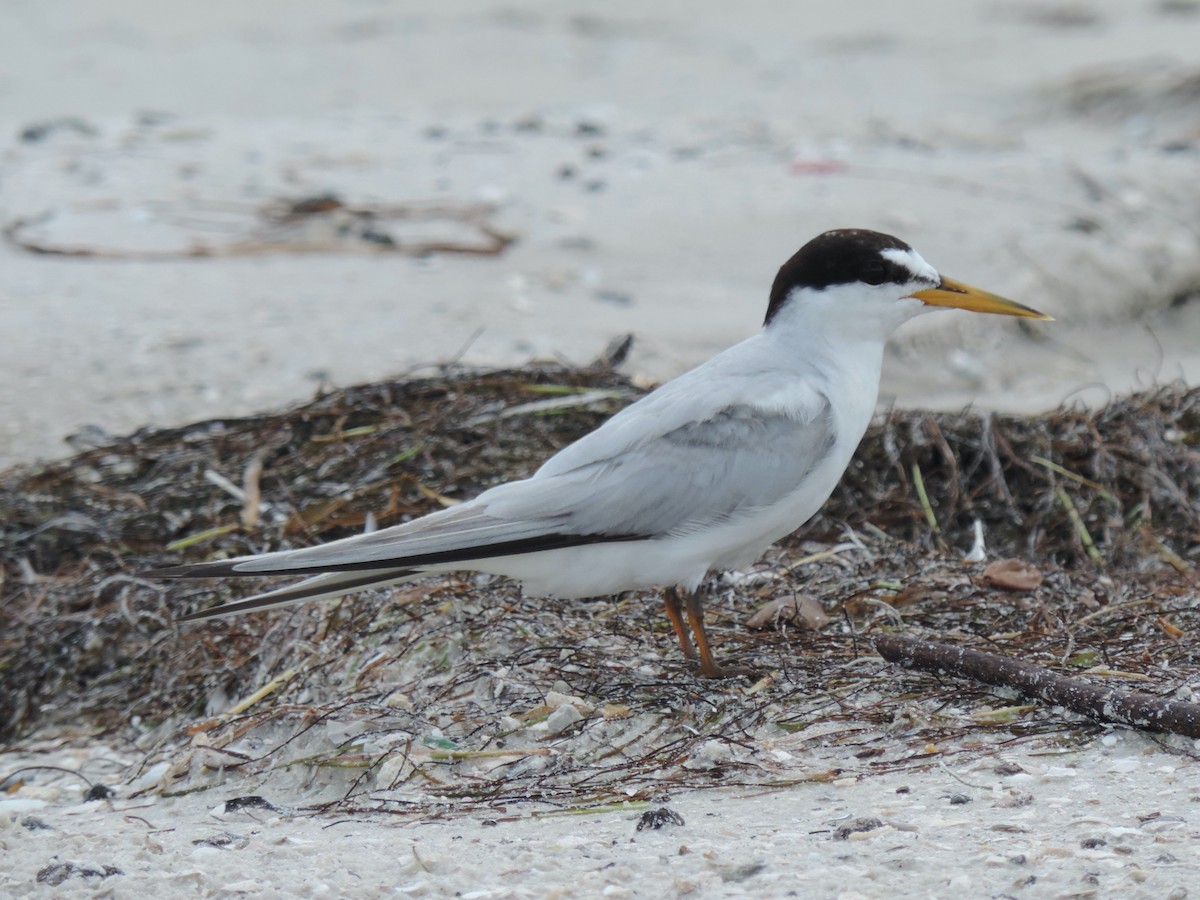 Least Tern - ML610491737