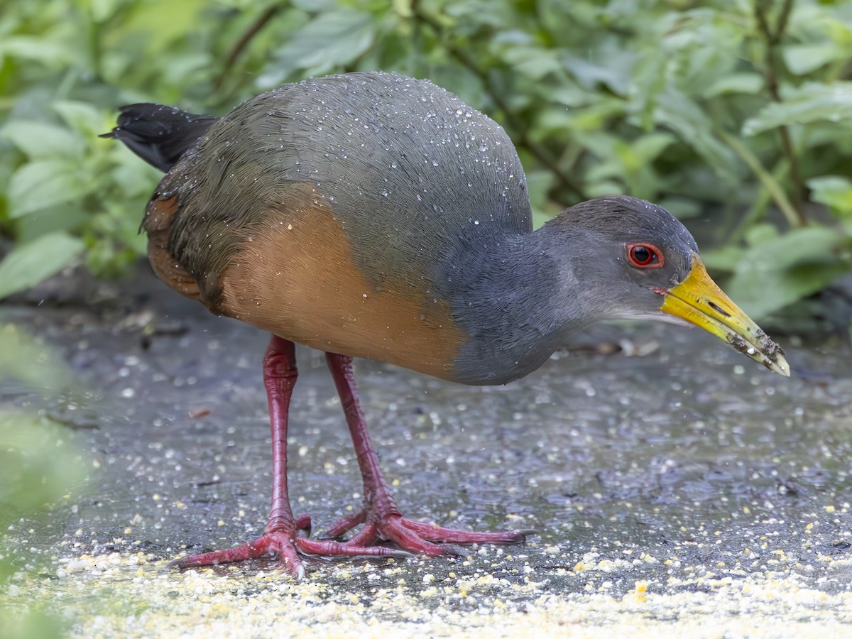 Gray-cowled Wood-Rail (Gray-cowled) - ML610491747