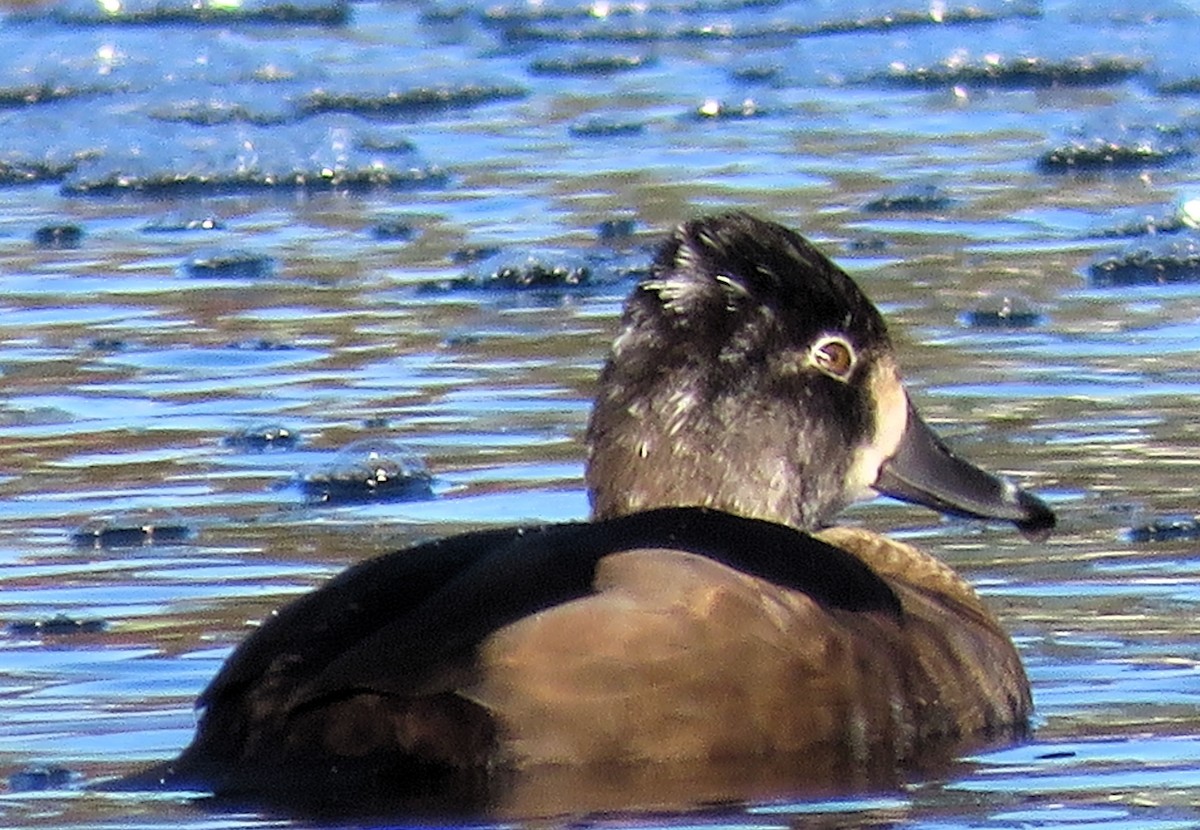 Ring-necked Duck - Michael Barry