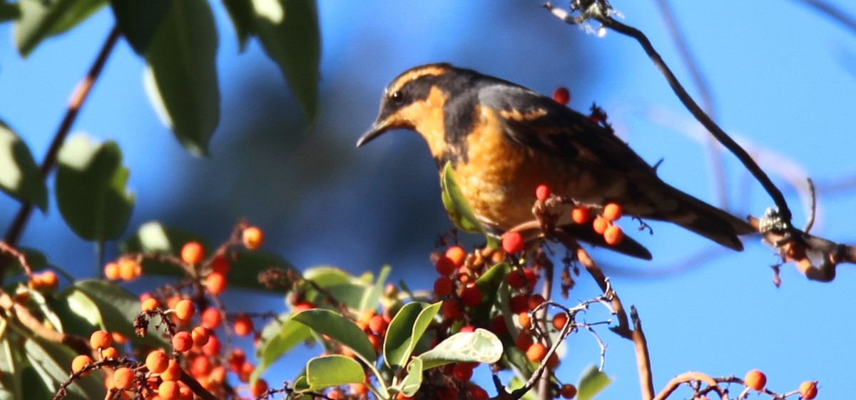 Varied Thrush - ML610491773