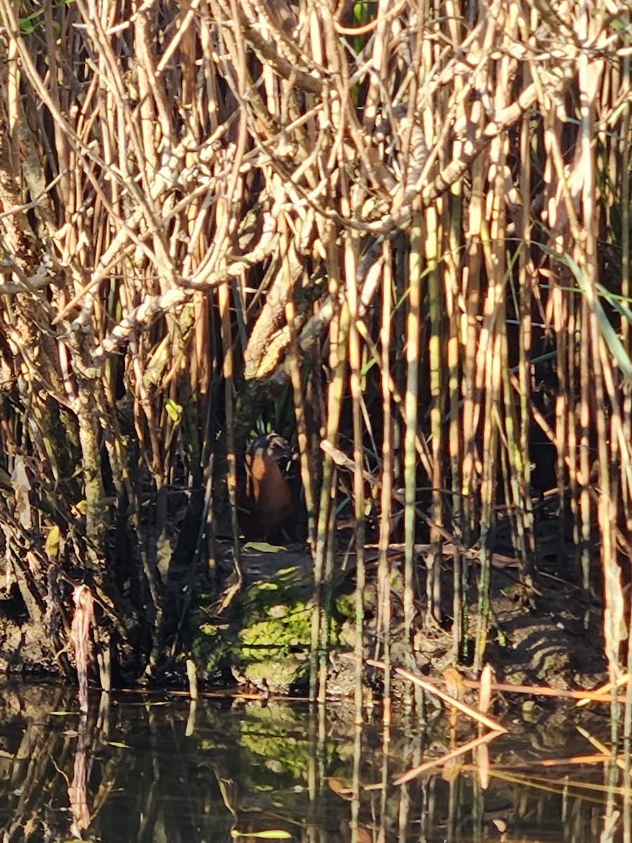 Virginia Rail - ML610491788