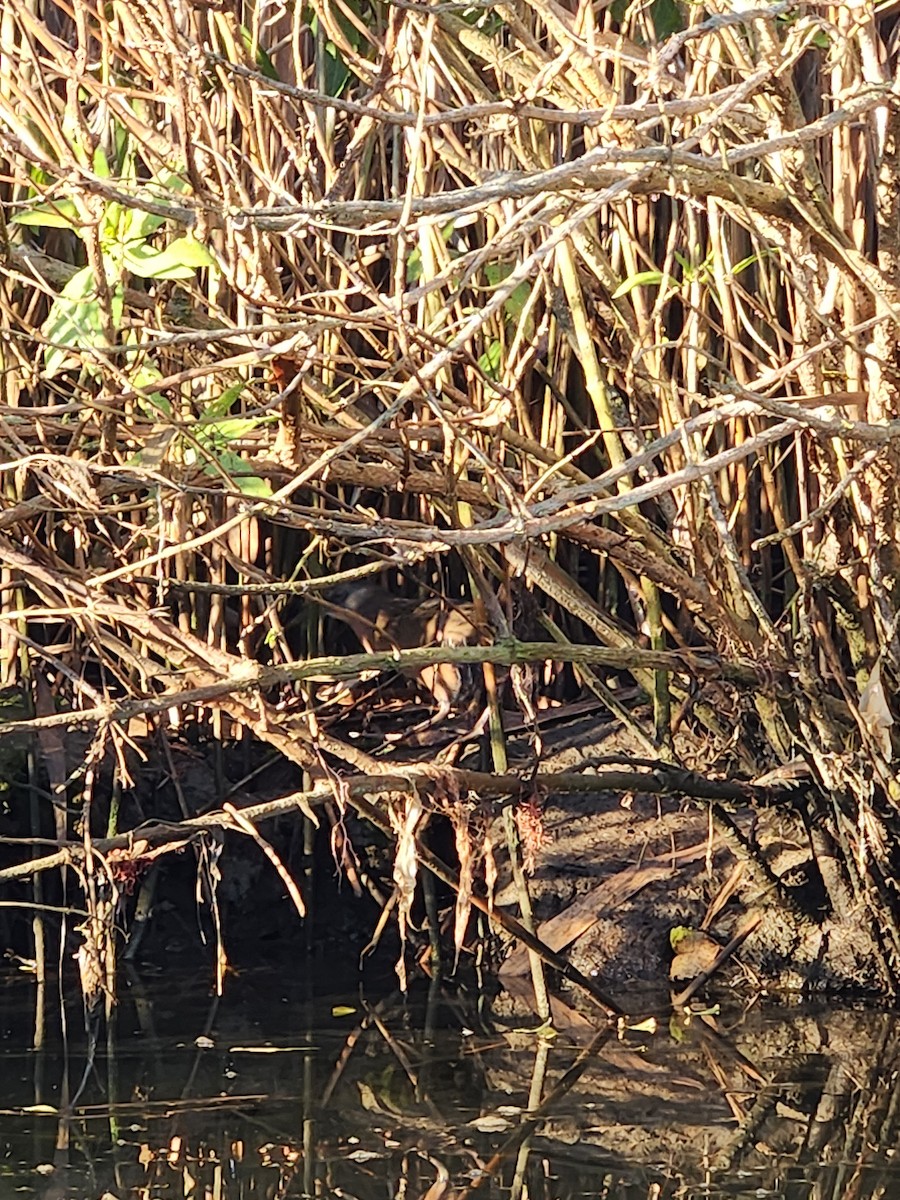 Virginia Rail - ML610491789