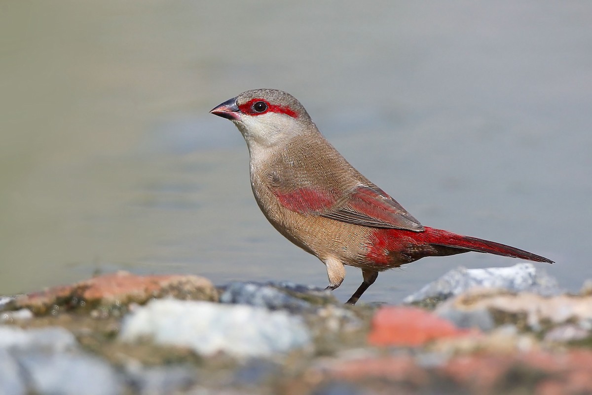 Crimson-rumped Waxbill - sheau torng lim