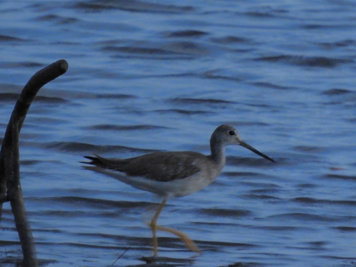 Greater Yellowlegs - ML610492026