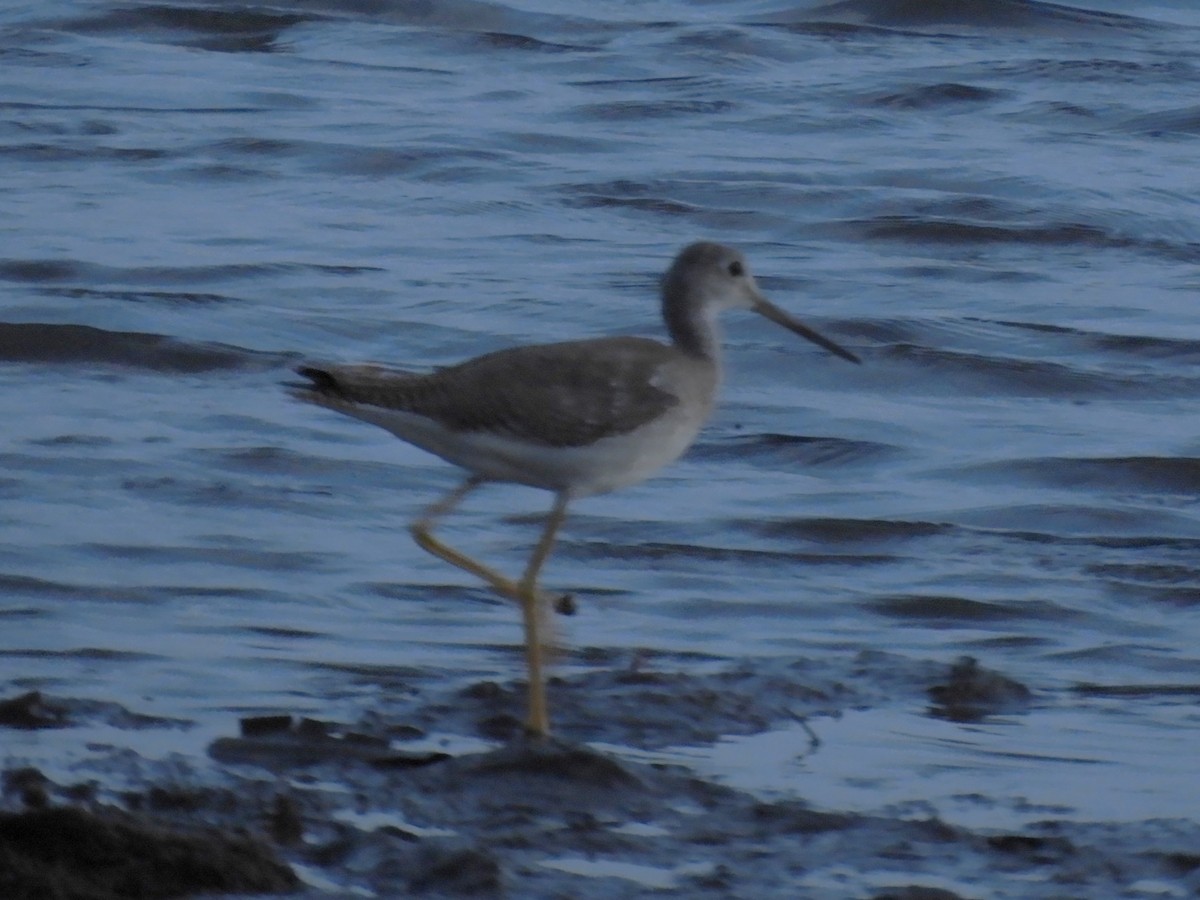 Greater Yellowlegs - ML610492034