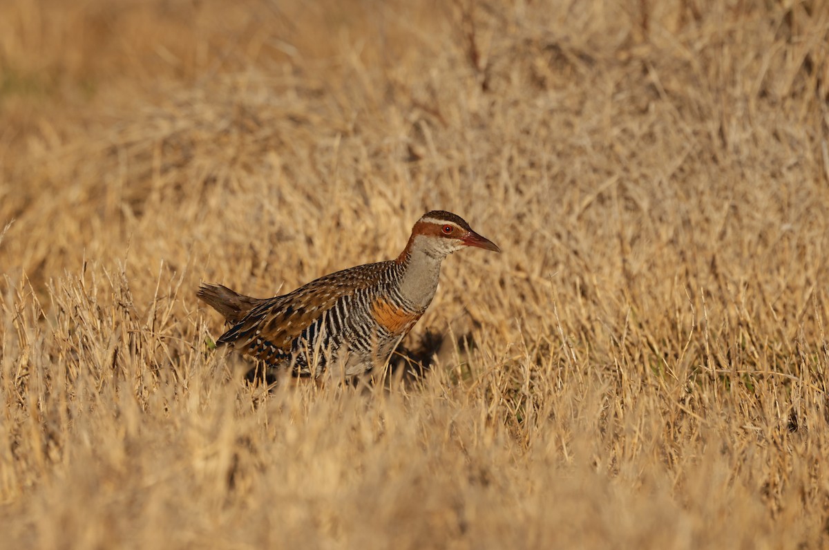 Buff-banded Rail - Cheryl McIntyre