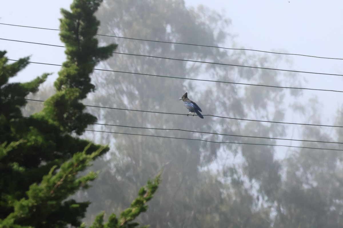 Steller's Jay - ML610492066