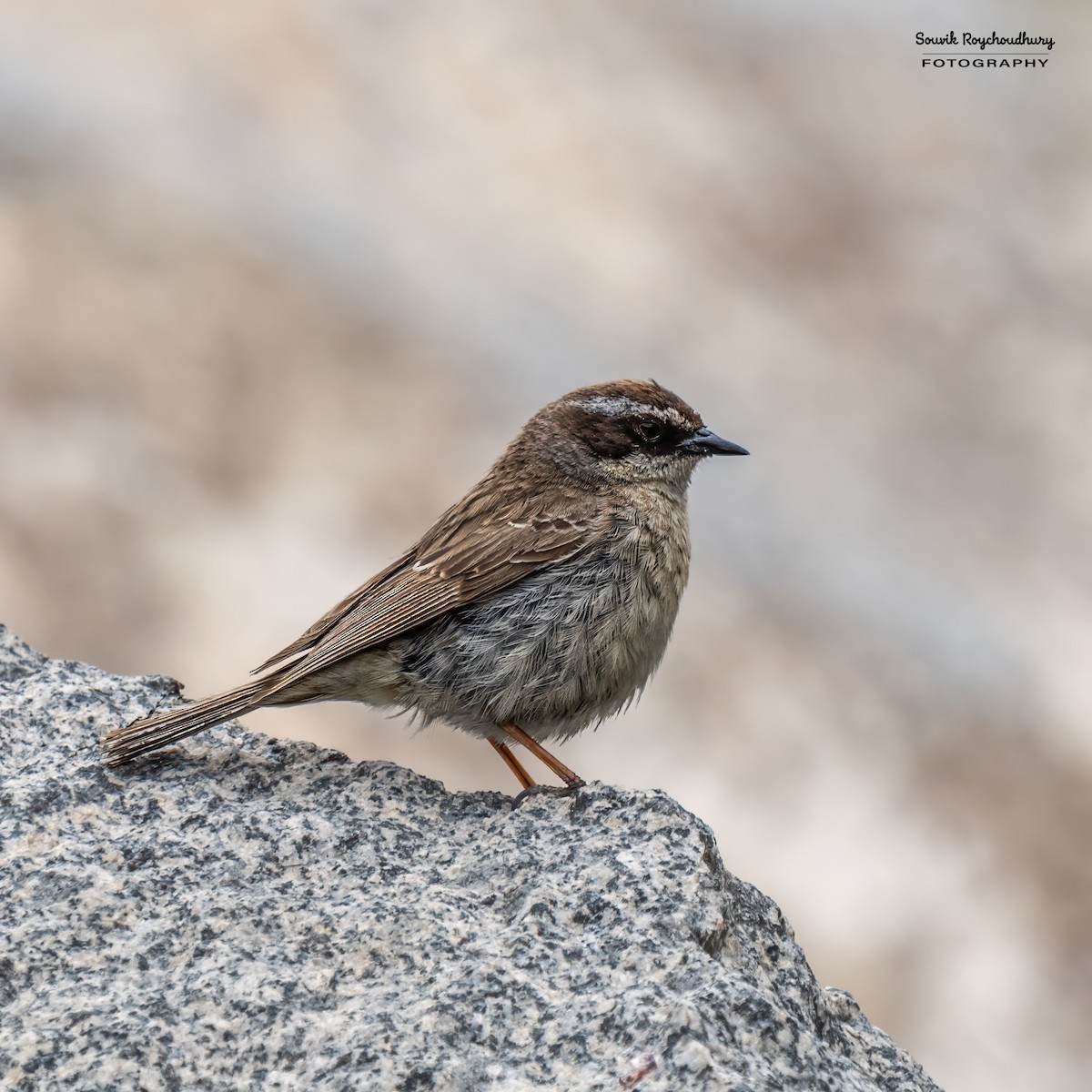 Brown Accentor - Souvik Roychoudhury