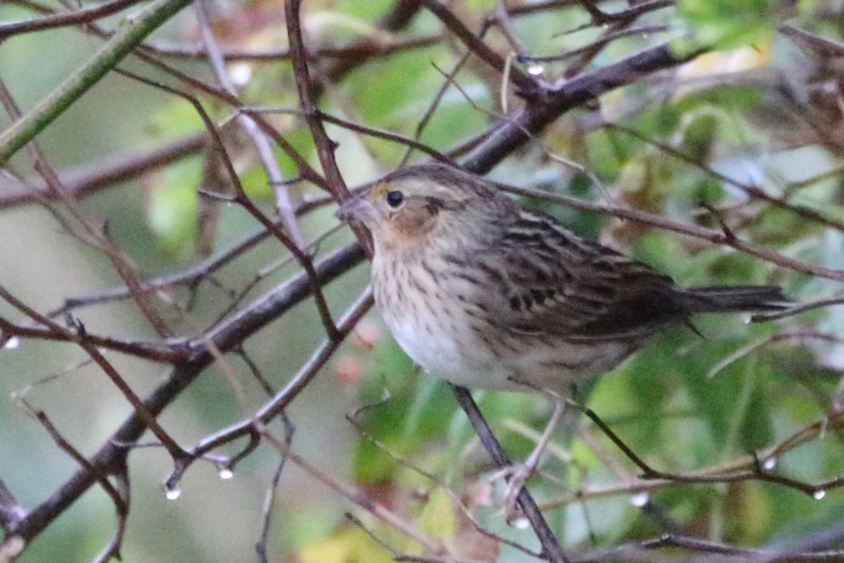 Grasshopper Sparrow - ML610492199