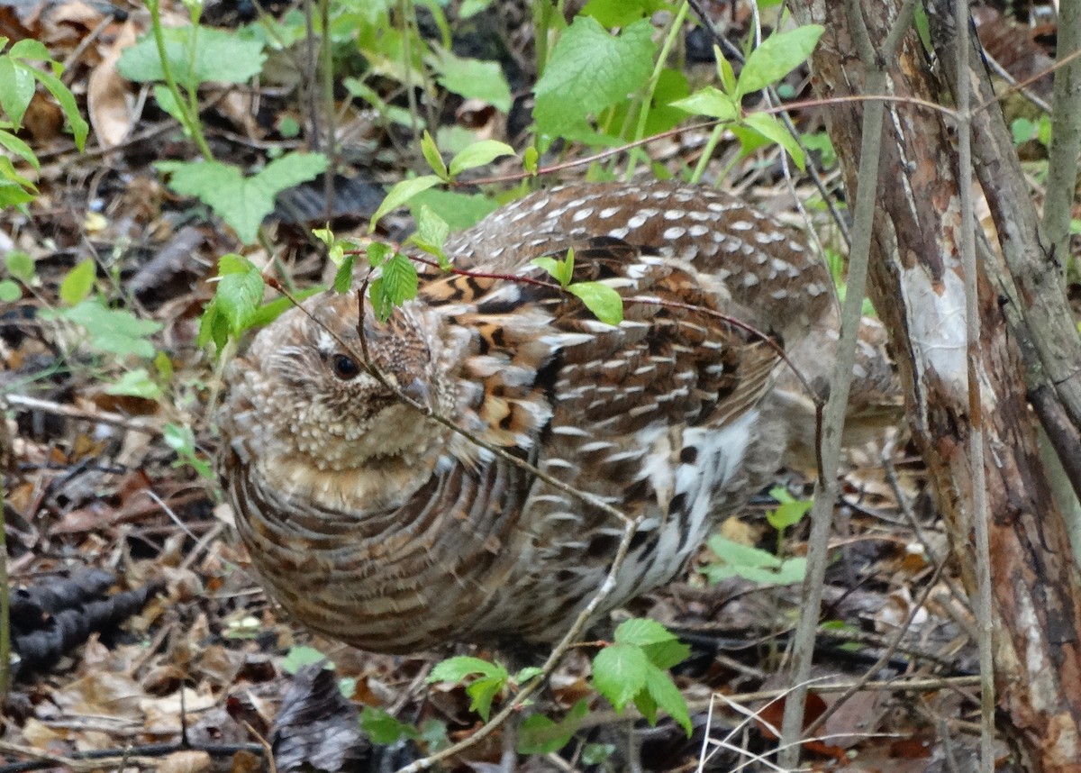 Ruffed Grouse - ML610492229