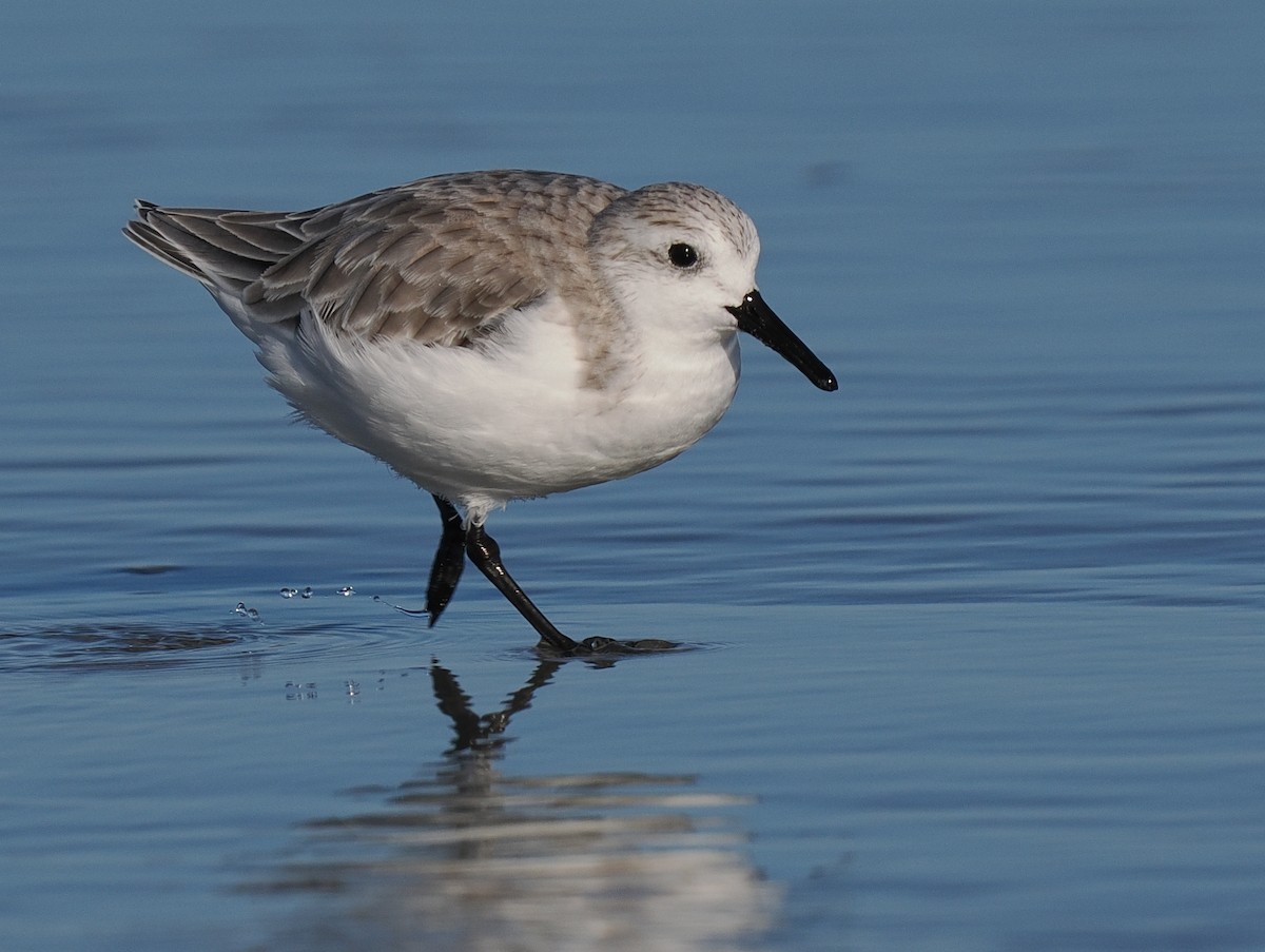 Sanderling - Ben Jesup