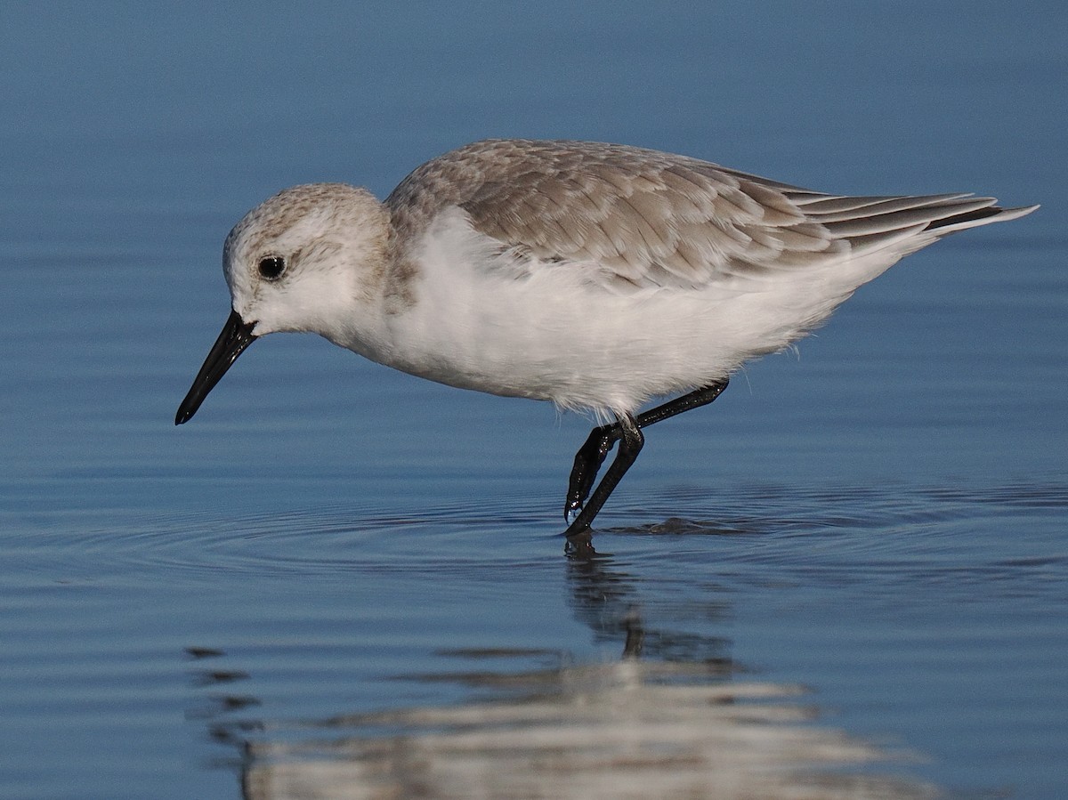 Bécasseau sanderling - ML610492406