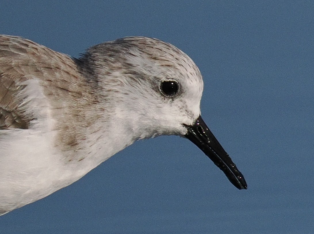 Bécasseau sanderling - ML610492410